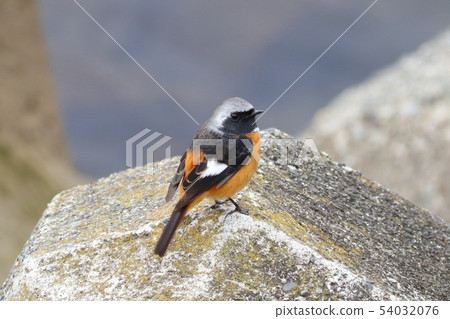 A winter bird A winter bird 54032076