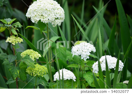 White hydrangea 54032077