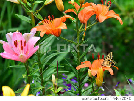 Butterfly on lily flower 54032078