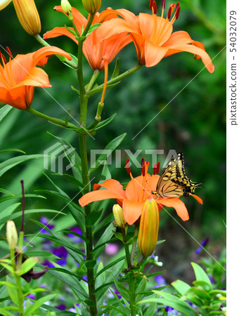 Swallowtail butterfly on lily flower Swallowtail butterfly on lily flower 54032079