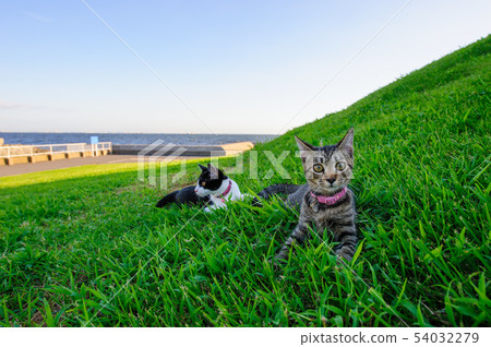 使用在Reihama綠色空間公園的貓 54032279