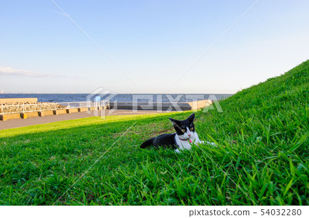 使用在Reihama綠色空間公園的貓 54032280