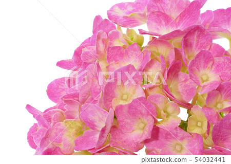 Hydrangea (depth synthesis) 54032441