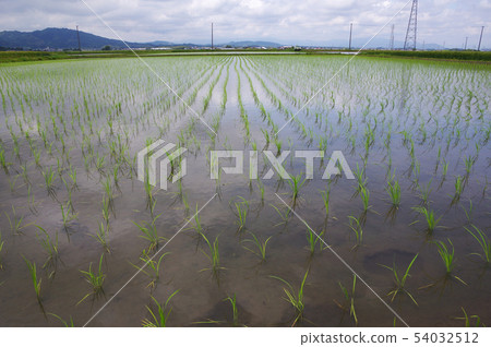 種植水稻後的稻田 種植水稻後的稻田 54032512