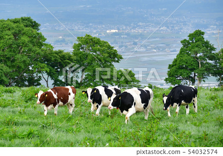 Taking pictures of cows and early summer landscape grazing at Hokkaido Nanae Town Johori Ranch in the morning 54032574