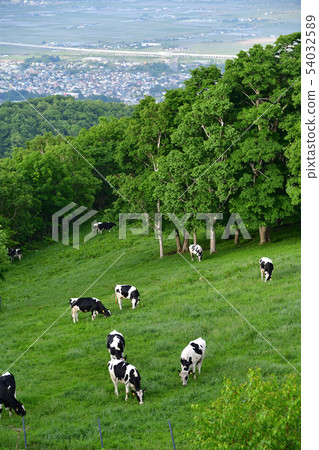 早上在北海道Nanae Town Johori Ranch拍攝奶牛和初夏景觀 54032589