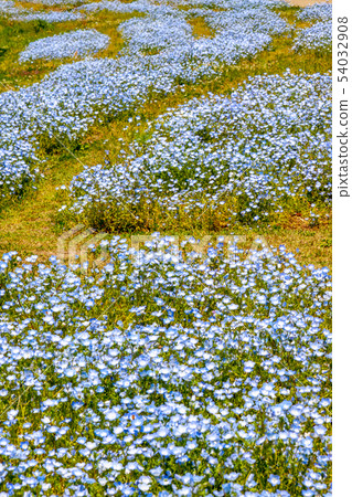 Nemophila 54032908