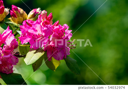 Azalea Azalea 54032974