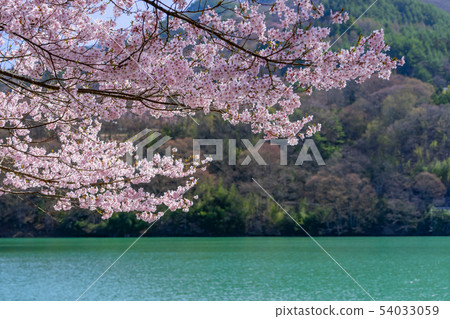 Sakura Lake Takato Ina City Nagano Prefecture 54033059