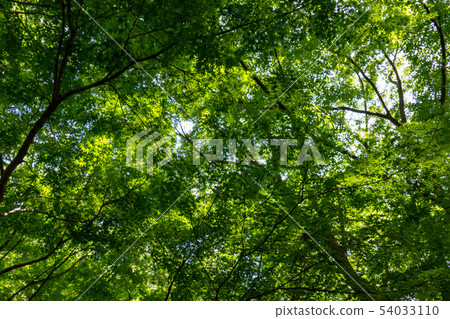 Fresh green 54033110