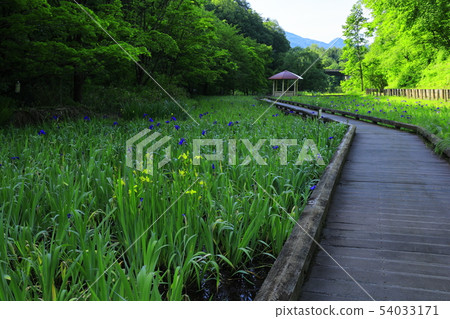 Persimmons of Goshoko Oino wet plant garden 54033171