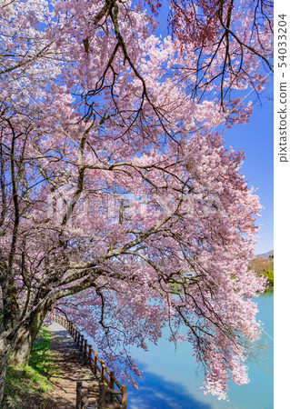 Sakura Lake Takato Ina City Nagano Prefecture 54033204