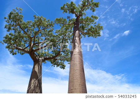 Baobab's tree 54033245