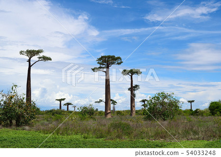 Baobab's tree 54033248