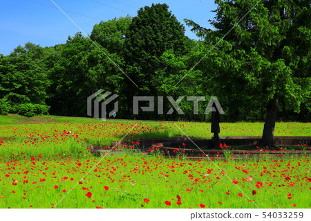 Goshoko地區公園罌粟和宮澤賢治 Goshoko地區公園罌粟和宮澤賢治 54033259