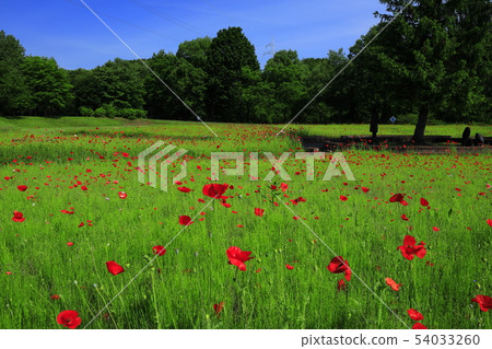 Goshoko地區公園罌粟和宮澤賢治 Goshoko地區公園罌粟和宮澤賢治 54033260