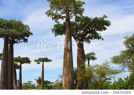 Baobab's tree 54033269