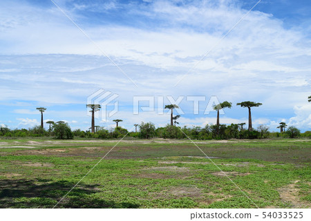 猴麵包樹的樹 猴麵包樹的樹 54033525