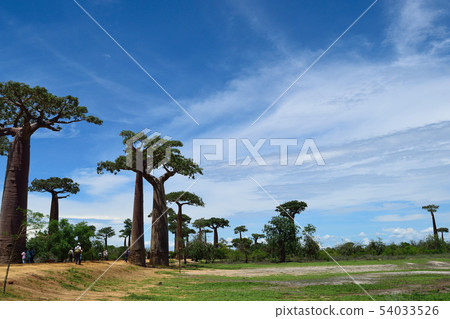 Baobab's tree 54033526