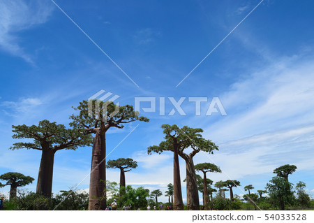 Baobab's tree Baobab's tree 54033528