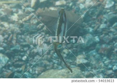 伊豆Osezaki魷魚 伊豆Osezaki魷魚 54033613