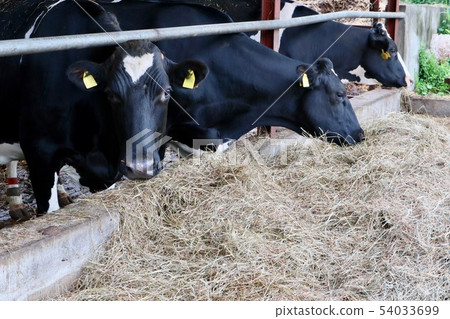 dairy 54033699