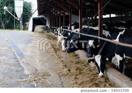 dairy 54033700