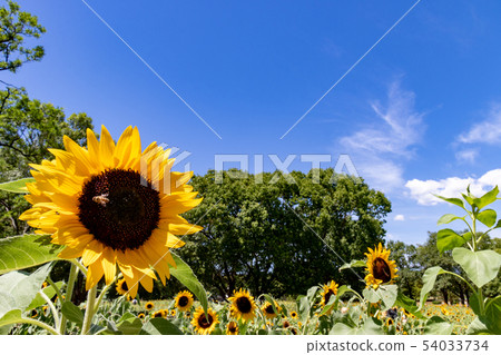 Sun Flower Sun Flower 54033734