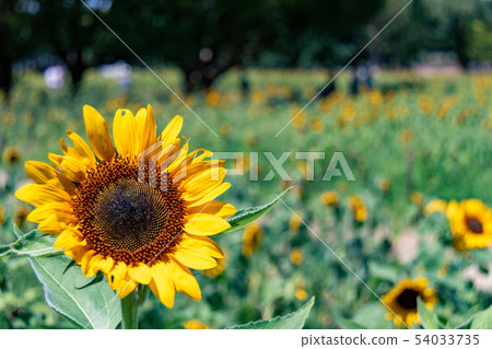Sun Flower Sun Flower 54033735