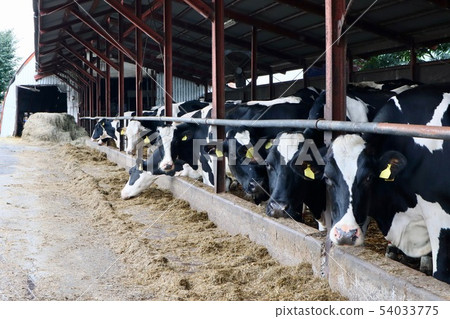 dairy dairy 54033775