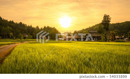 夏季鄉村景觀（在蘆之島環村的黃昏） 54033899