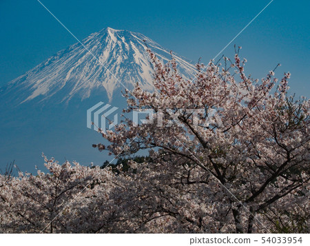 Iwamoto Yama Park的富士山 Iwamoto Yama Park的富士山 54033954