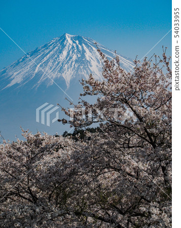 Iwamoto Yama Park的富士山 54033955