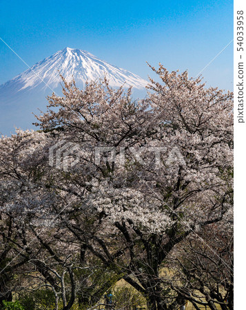 Mt. Fuji from Iwamoto Yama Park Mt. Fuji from Iwamoto Yama Park 54033958