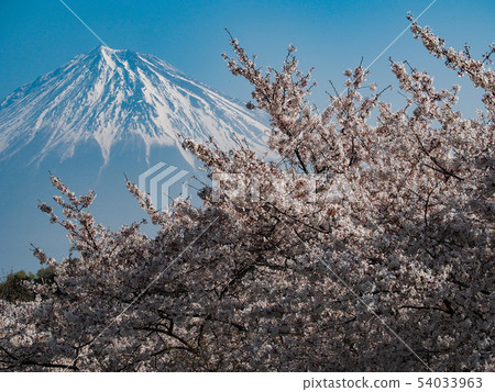 Iwamoto Yama Park的富士山 Iwamoto Yama Park的富士山 54033963