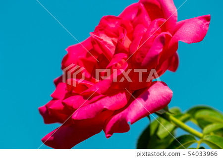 rose rose 54033966