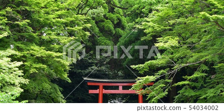 Kirishima Jingu Shrine in early summer Kirishima Jingu Shrine in early summer 54034002