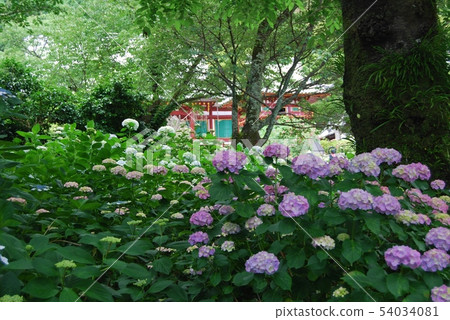 Ajisai Flower And Main Temple Of Yadadera Stock Photo