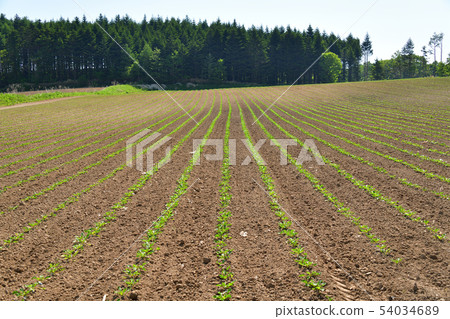 Taking a picture of the early summer landscape of the beat field in the sunny Asukabe area 54034689