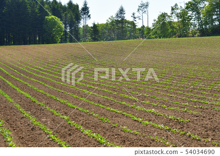 Taking a picture of the early summer landscape of the beat field in the sunny Asukabe area 54034690