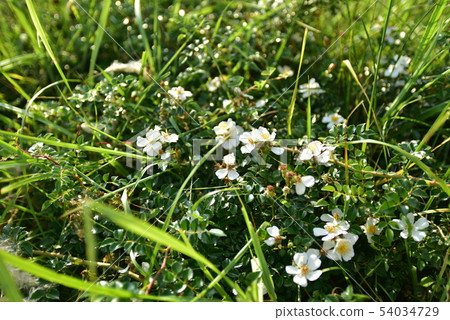 Wild rose Wild rose 54034729