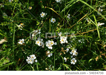 Wild rose Wild rose 54034730