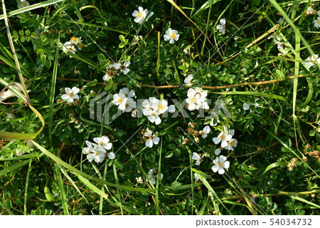 Wild rose Wild rose 54034732