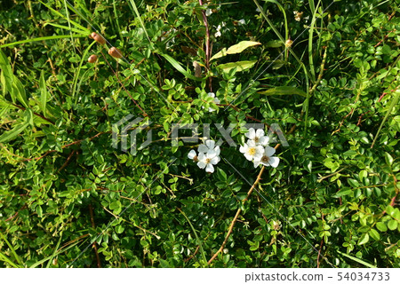 Wild rose Wild rose 54034733