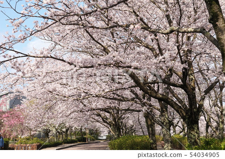 Cherry blossoms in Nanatsugawa Cherry blossoms in Nanatsugawa 54034905