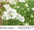 Shimahanaabu 54035677