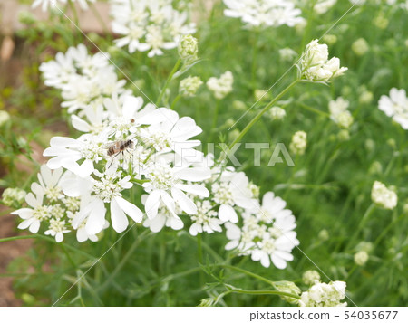 Shimahanaab Shimahanaab 54035677