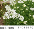 Shimahanaabu 54035679