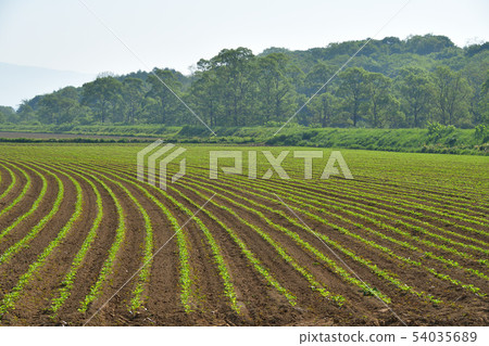 Taking a picture of the early summer landscape of the beat field in the sunny Asukabe area 54035689