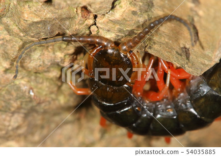 Creatures Arthropod Tobism kade, head. Four small eyes (one eye), left antennae cut off and regenerated? 54035885